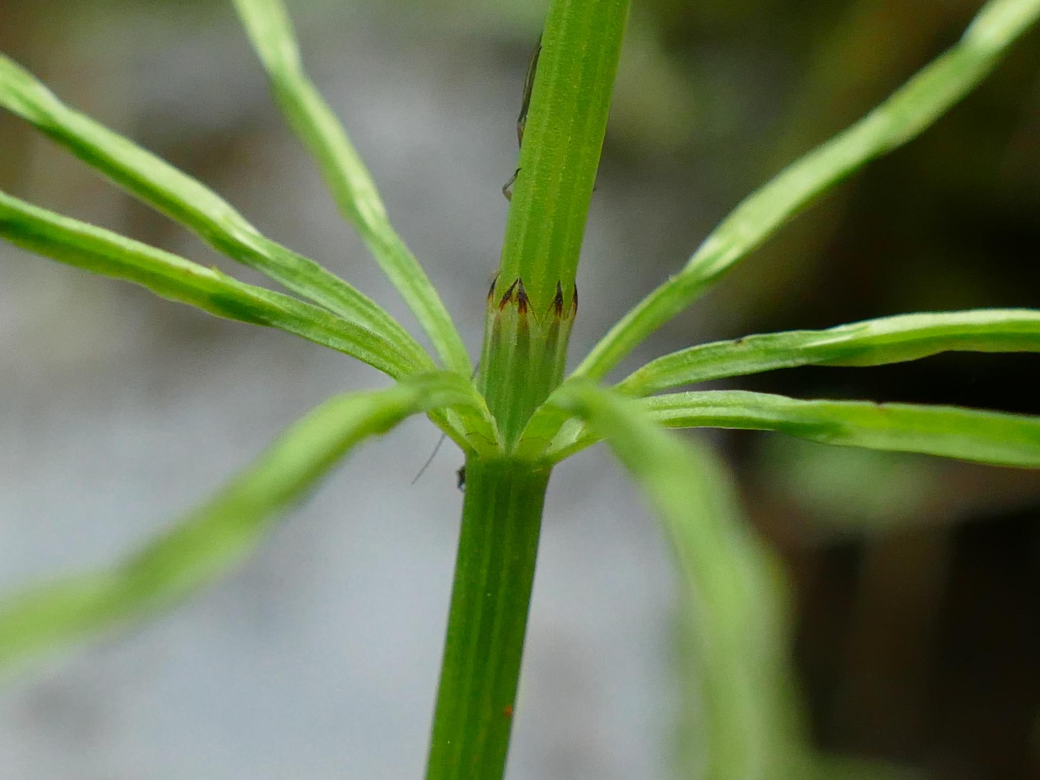 Equisetum arvense